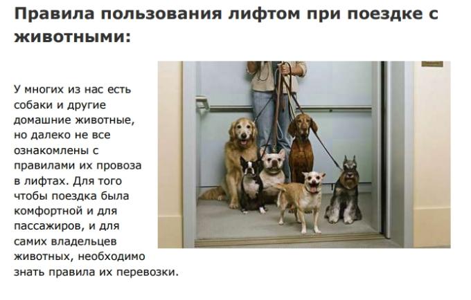Подробные правила пользования лифтами для животных